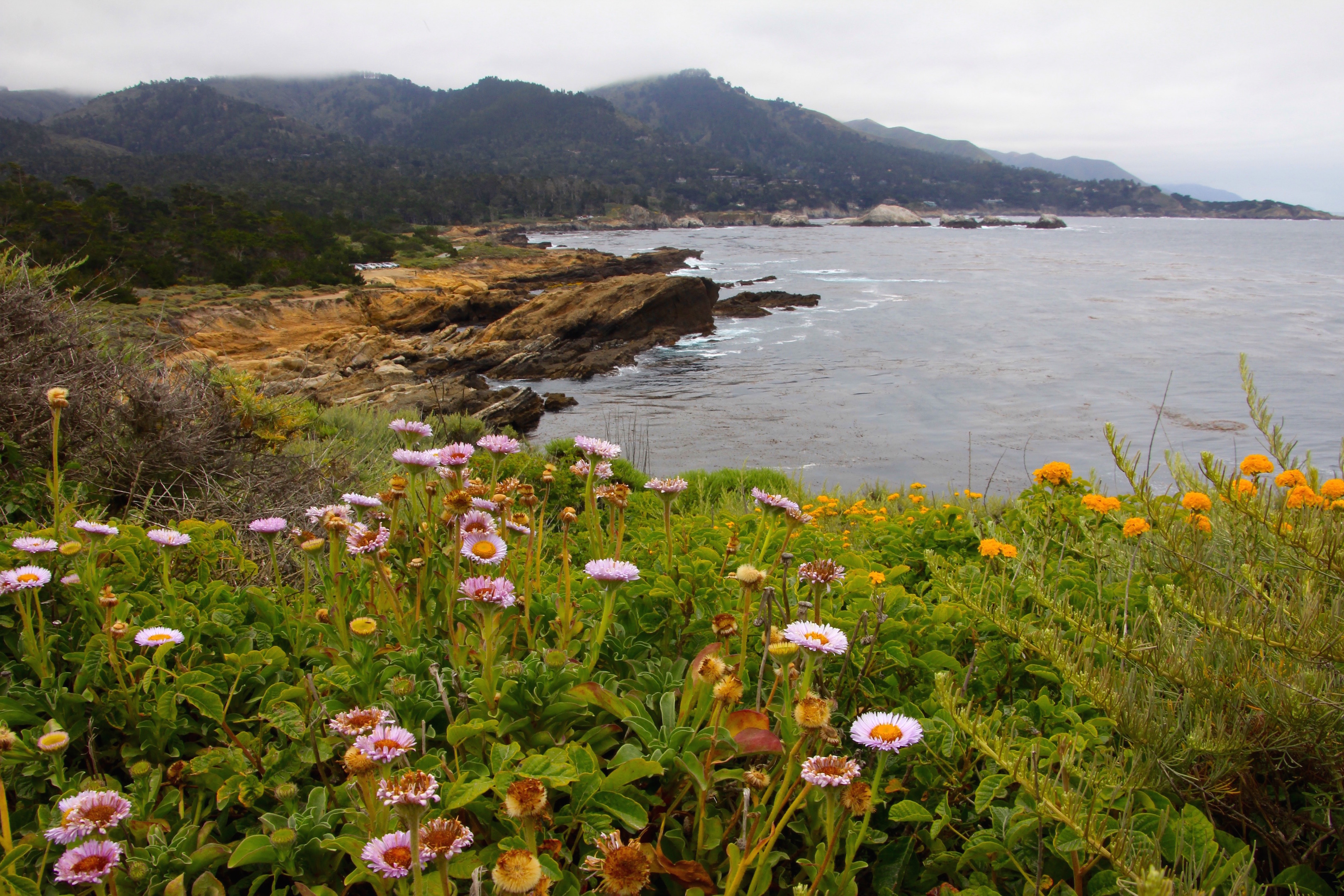 point-lobos-state-park-shutterbug